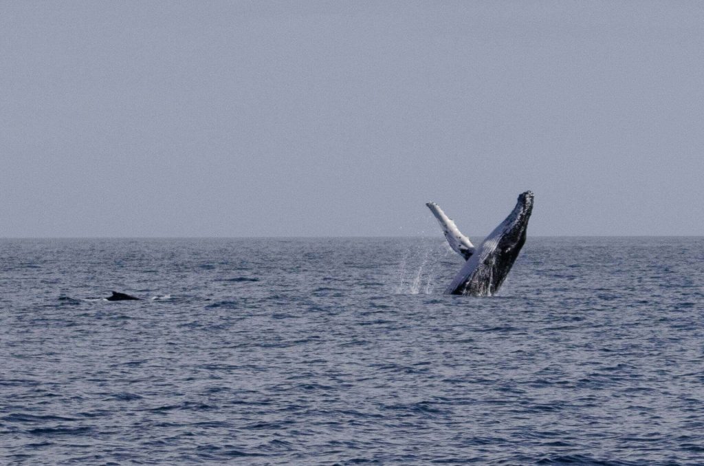 A humpback whale breaching in Stellwagen Bank National Marine Sanctuary
